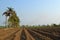 The sugarcan field lined forming