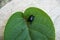 Sugarcane beetle on a kiwi leaf