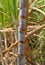 Sugarcane Bunch