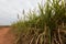 Sugarcane, Burkina Faso