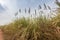 Sugarcane, Burkina Faso