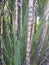 Sugarcane close-up. Tropical nature. Caribbean background. it taste sweet and good for health. Close up sugar cane plants nature