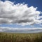 Sugarcane crop field in Maui.