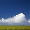 Sugarcane crop field in Maui.