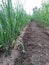 Sugarcane crop recently cultivated