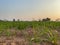 Sugarcane cultivation area.