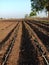 Sugarcane cultivation in India