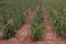 Sugarcane cultivation, soil mulching and weed control