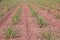 Sugarcane cultivation, soil mulching and weed control