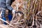 Sugarcane cutting workers in sugarcane fields, worker in sugar cane plantation in the harvest season, sugarcane farmers in sugar