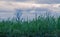 Sugarcane farm in Maharashtra, India