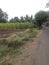 sugarcane farm picture