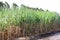 Sugarcane farm, Sugar cane plantation, Cane