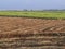 Sugarcane field