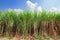 Sugarcane field