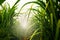 Sugarcane field in blue sky with white sun