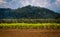 Sugarcane Field on the Foot Hill