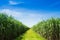 Sugarcane field and road with white cloud