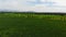 Sugarcane Fields 22