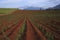 Sugarcane Fields