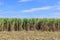 The sugarcane fields