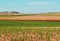 Sugarcane fields for Australian agriculture