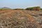 Sugarcane fields being cut for processing plants have a sky background