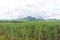 Sugarcane fields with mountains and blue sky as a backdrop