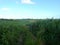 Sugarcane fields under a blue sky