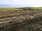 Sugarcane fiels after harvest