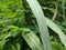 Sugarcane green leaf texture on the roadside in a village in Indonesia 6