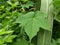 Sugarcane green leaf texture on the roadside in a village in Indonesia 7