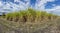 Sugarcane growing in a field