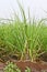 Sugarcane growing in the field, Sugarcane farming in India