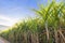 Sugarcane growing in the fields in sunrise