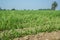 Sugarcane growing inside the farm