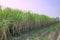 Sugarcane growing inside the farm