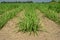 Sugarcane growing inside the farm