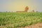 Sugarcane growing inside the farm in countryside