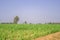 Sugarcane growing inside the farm in countryside