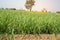 Sugarcane growing inside the farm in countryside