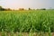 Sugarcane growing inside the farm in countryside