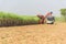 Sugarcane harvester in sugarcane