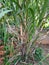 Sugarcane plant gardening backyard