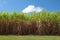 Sugarcane plantation