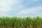 Sugarcane plantation with blue sky