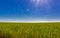 Sugarcane plantation under blue sky with sunlight flare on the lens caused by dirt particles on the lens