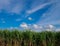 Sugarcane plantation under clear sky