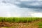 Sugarcane plantation under cloudy sky