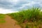 Sugarcane plantation under cloudy sky